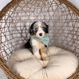 Mint Chip BLUE EYES - male Australian Mountain Doodle puppy in Sweetwater, Florida from Sandy Snout Doodles
