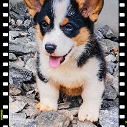 Pembroke Welsh Corgi Puppies from Robin’s Welsh Pembroke Corgis