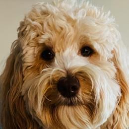 Goldendoodle Puppies from Timber Rock Doodles
