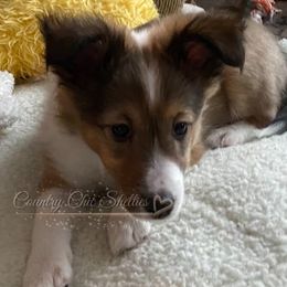 Shetland Sheepdog Puppies from Country Chic Shelties