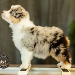 Koda - Blue merle male Miniature American Shepherd puppy in Tonopah, Arizona from King's Miniature American Shepherds