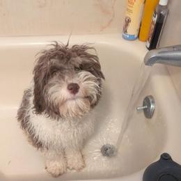 Australian Labradoodle Puppies from Golden Xpress Labradoodles