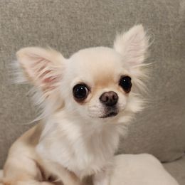 Starla - Chihuahua