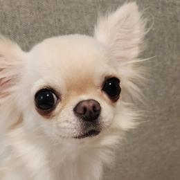 Starla - Chihuahua