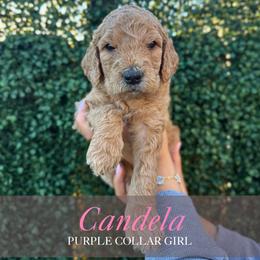Candela - Red  female Goldendoodle puppy in Miami, Florida from Kalidoodlee