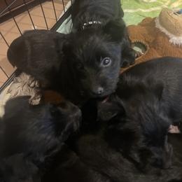 Yellow collar - Black brindle female Scottish Terrier puppy in Brule, Nebraska from Scottyland Yard