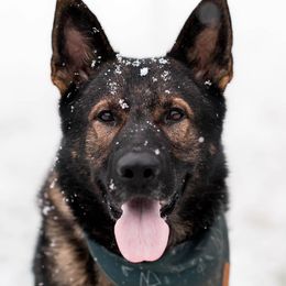 Tituus - German Shepherd