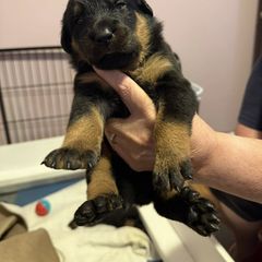 Grey Collar - A Litter - Black and tan female Beauceron puppy in Sterling, Illinois from Beaucerons of Tempete De Hope