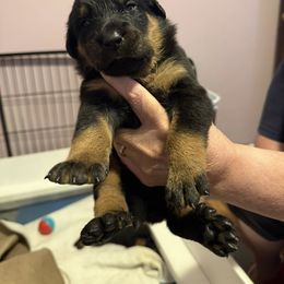 Grey Collar - A Litter - Black and tan female Beauceron puppy in Sterling, Illinois from Beaucerons of Tempete De Hope