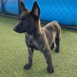 Girl 2 - Black brindle female Dutch Shepherd puppy in San Diego, California from TecK9s