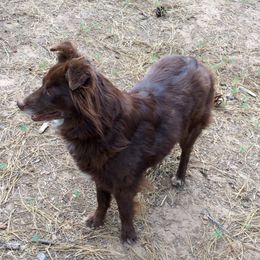 Aussiedoodles, Australian Shepherds, Miniature Australian Shepherds, and Poodles from Albright Hobby Farm