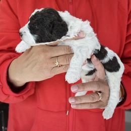 Boy 4 - White and brown male Spanish Water Dog puppy in Kennewick, Washington from Kennel Rio Columbia