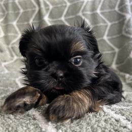 Shih Tzu Puppies from Jodi’s Shihtzus
