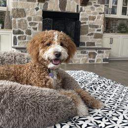 Lollie - Poodle