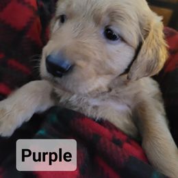 Golden Retriever Puppies from Catherine's Goldens