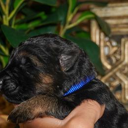 Blue collar - Black and red male German Shepherd puppy in Howell, Michigan from Sheyenne’s Shepherds