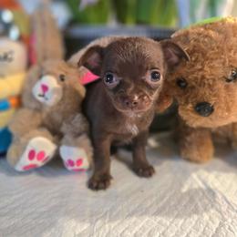 Coffee - Chocolate and white female Chihuahua puppy in Plainfield, Indiana from Abby's Pampered Pooches