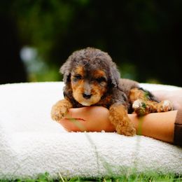 Pearl - Merle female Bernedoodle puppy in Washington from Doodle Love