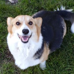 Blaze - Pembroke Welsh Corgi