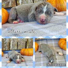 Boy 2 - Slate Border Collie puppy in Conway, Missouri from Cook Family Farms