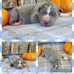 Boy 2 - Slate Border Collie puppy in Conway, Missouri from Cook Family Farms