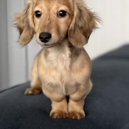 Dachshund Puppies from Fitzpatrick's Irish Cream Doxies
