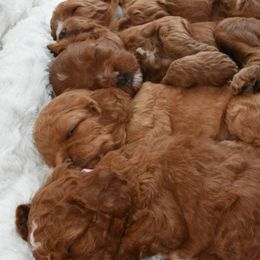 Cavapoo Puppies from Coastal Cavapoos