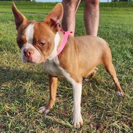Mollie - Boston Terrier