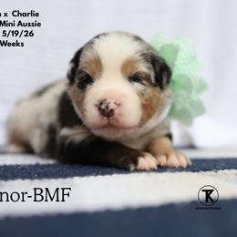 Honor- Blue Merle Female - Blue merle female Miniature Australian Shepherd puppy in Nacogdoches, Texas from TK Standard, Mini, & Toy Aussies