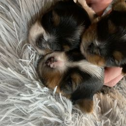 Biewer Terrier Puppies from Biewer Terrriers of Stone Creek