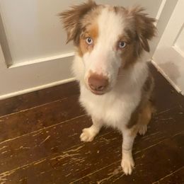 Bay (AKC Mini American Shepherd aka Mini Aussie) - Red merle male Miniature American Shepherd puppy in Alpharetta, Georgia from Soul Stone Kennels