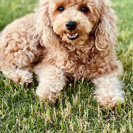 Ahavah - Maltipoo