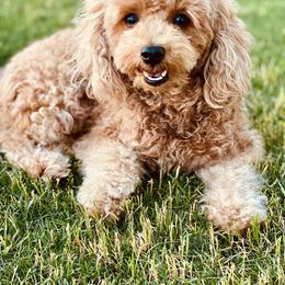 Ahavah - Maltipoo