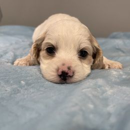 Cockapoo and Pomeranian Puppies from Luna Kennel