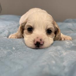 Cockapoo and Pomeranian Puppies from Luna Kennel