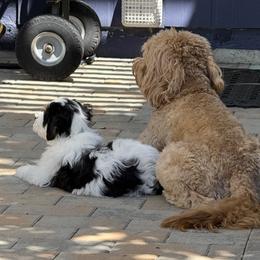 Bernedoodle and Goldendoodle All Grown Up from Dainty Doodle Dogs