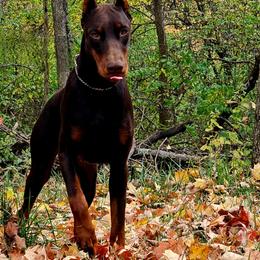 Khora - Doberman Pinscher