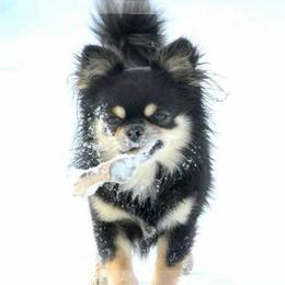 Sasha - Chihuahua