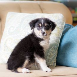 Australian Shepherds and Miniature Australian Shepherds from TJ's Aussies