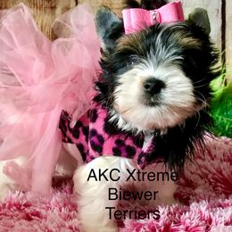Xtreme Girl - Black tan and white female Biewer Terrier puppy in Jonestown, Pennsylvania from AKC Xtreme Biewer Terriers...