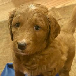 Belle - Apricot female Goldendoodle puppy in Indiana, Pennsylvania from Kathy's Doodles