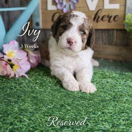 Ivy-orange collar - Mahogany and white female Saint Berdoodle puppy in Paw Paw, Michigan from ProAct Canines
