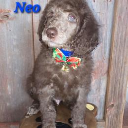 Neo - Brown male Poodle puppy in Woodbury, Pennsylvania from Zimmerman's Poodles
