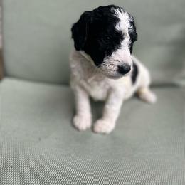 Light Blue - Parti male Labradoodle puppy in Ellenwood, Georgia from Four Paws Down
