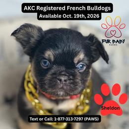 Sheldon - Tricolors male French Bulldog puppy in Michigan from Fur Baby Farms