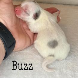 Buzz - Blue parti male Pomeranian puppy in Lexington, Oklahoma from BooneDox Miniature Dachshunds