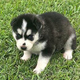 Cheyenne - Black and white female Siberian Husky puppy in Summerville, South Carolina from Carolina Husky Lodge
