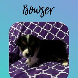 Bowser - Black and tan male Pembroke Welsh Corgi puppy in Dickinson, Texas from Careaga Farms