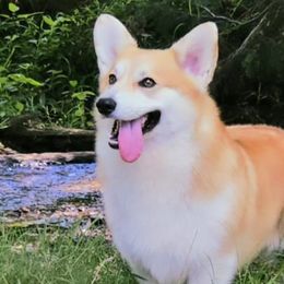 American Hairless Terriers and Pembroke Welsh Corgis from Flipside