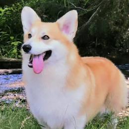 American Hairless Terriers and Pembroke Welsh Corgis from Flipside
